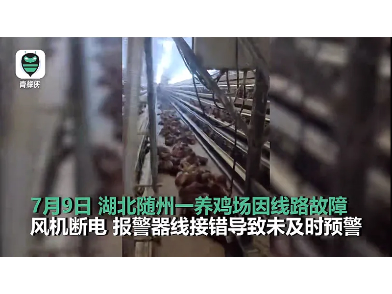 4000只雞被熱死！湖北養(yǎng)雞場(chǎng)停電故障給我們的啟示